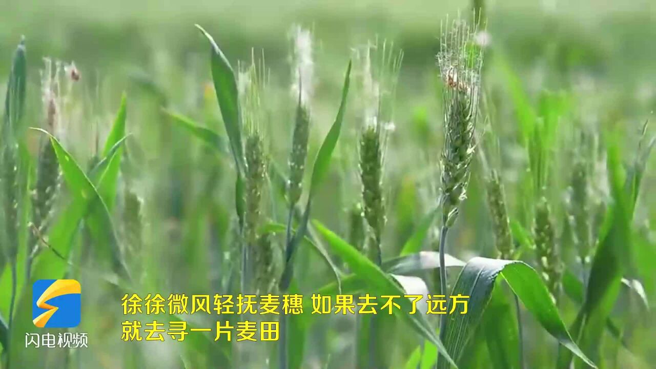 东营市东营区:风吹麦浪 丰收在望