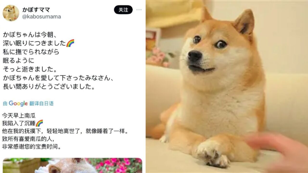 风靡全球的“Doge”表情包原型柴犬去世 生前患有白血病和肝病