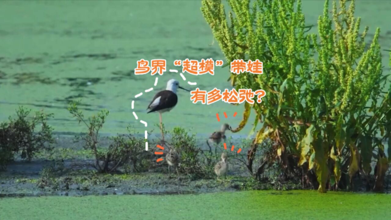 鸟界“超模”黑翅长脚鹬现身湿地 “带娃”超松弛