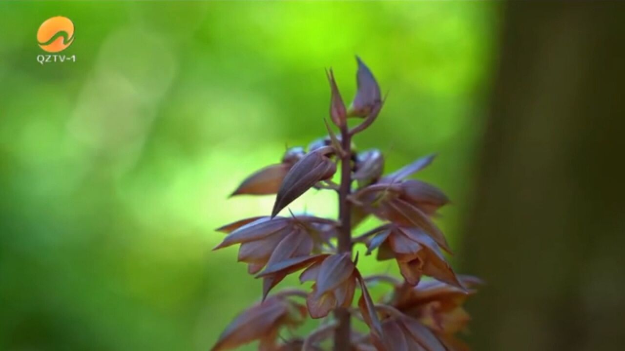 罕见!洛江罗溪发现珍稀野生植物