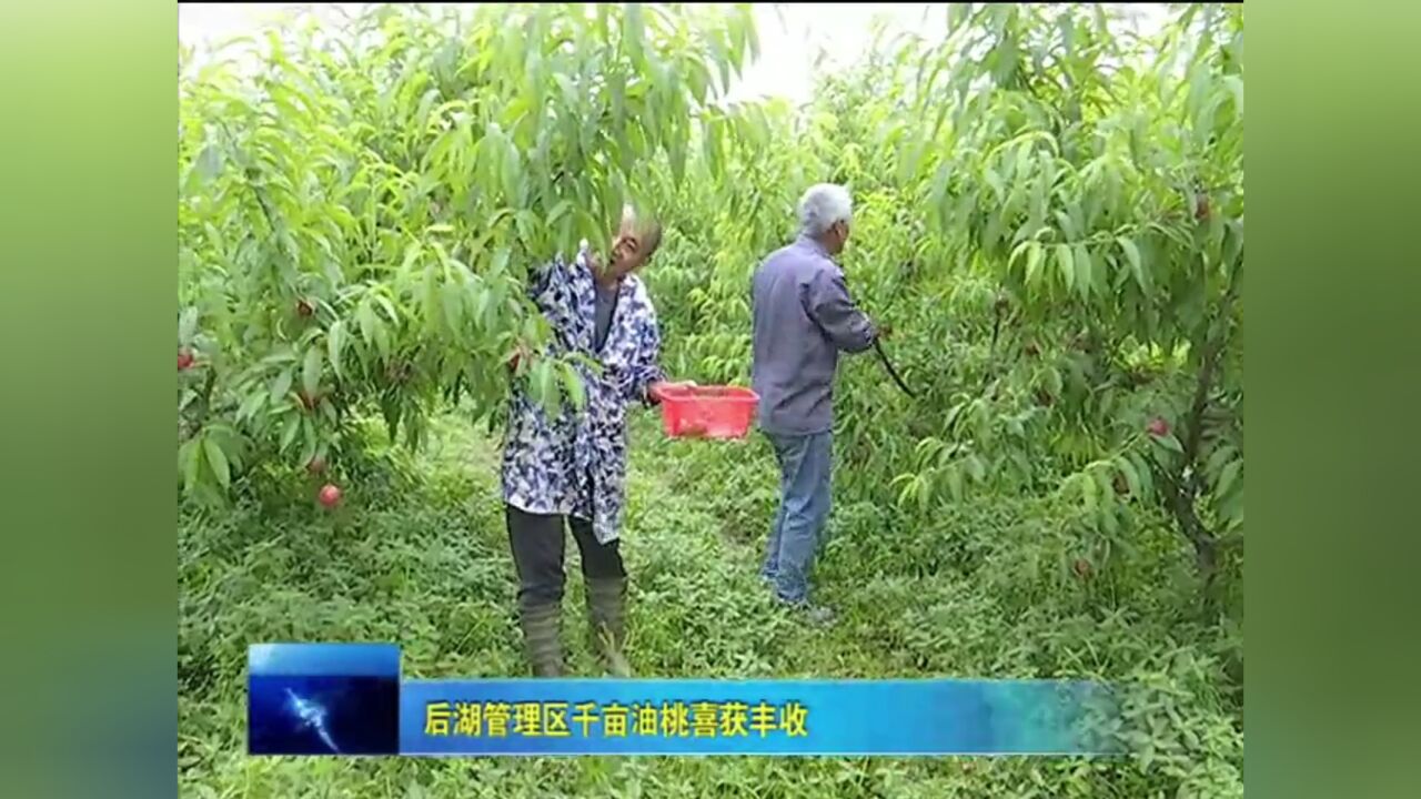 后湖管理区千亩油桃喜获丰收