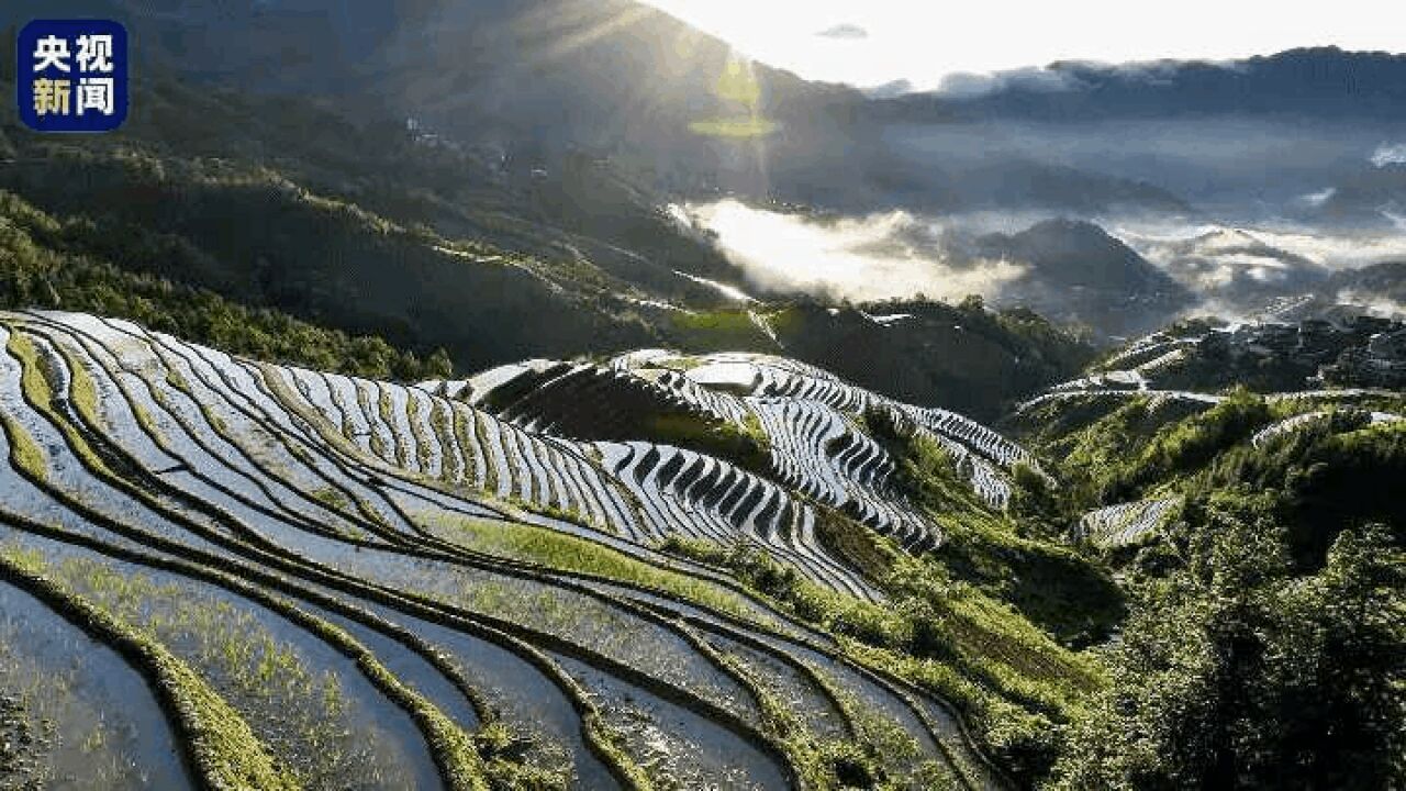 阳光在梯田上“跳舞”!这幅田园画卷太治愈了