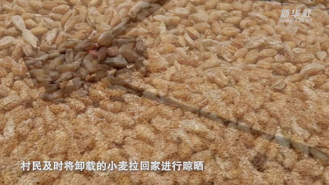 秦岭深处:小麦抢收忙