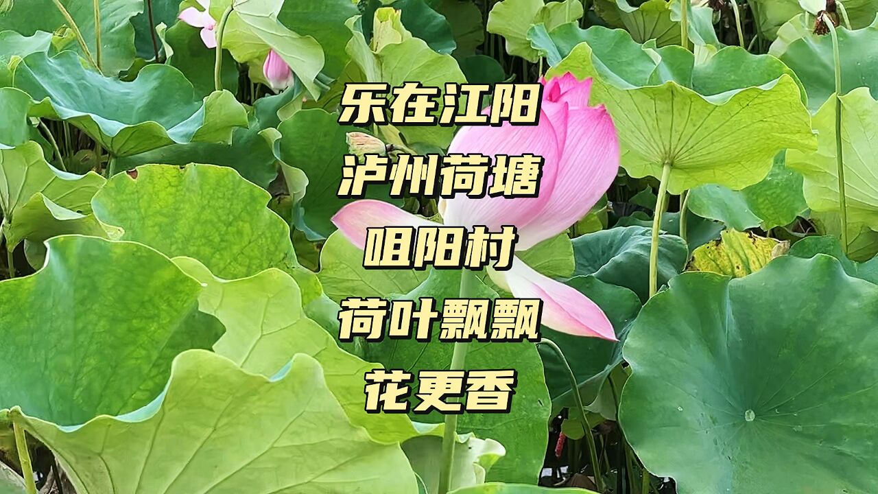 乐在江阳,泸州夏季咀阳村荷你有约,感受另一种美好