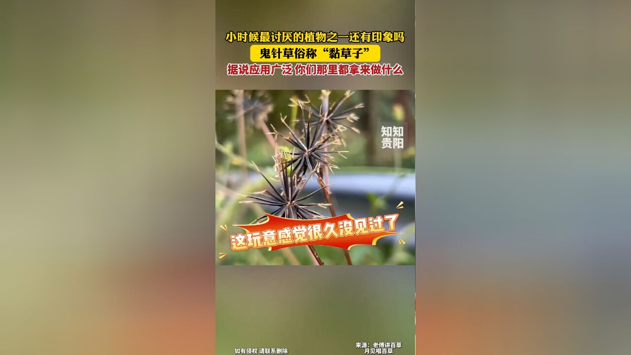 小时候最讨厌的植物之一还有印象吗?