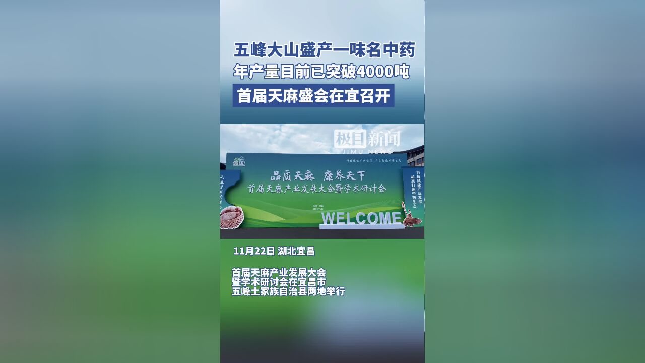 五峰大山盛产一味名中药 年产量目前已突破4000吨 首届天麻盛会在宜召开