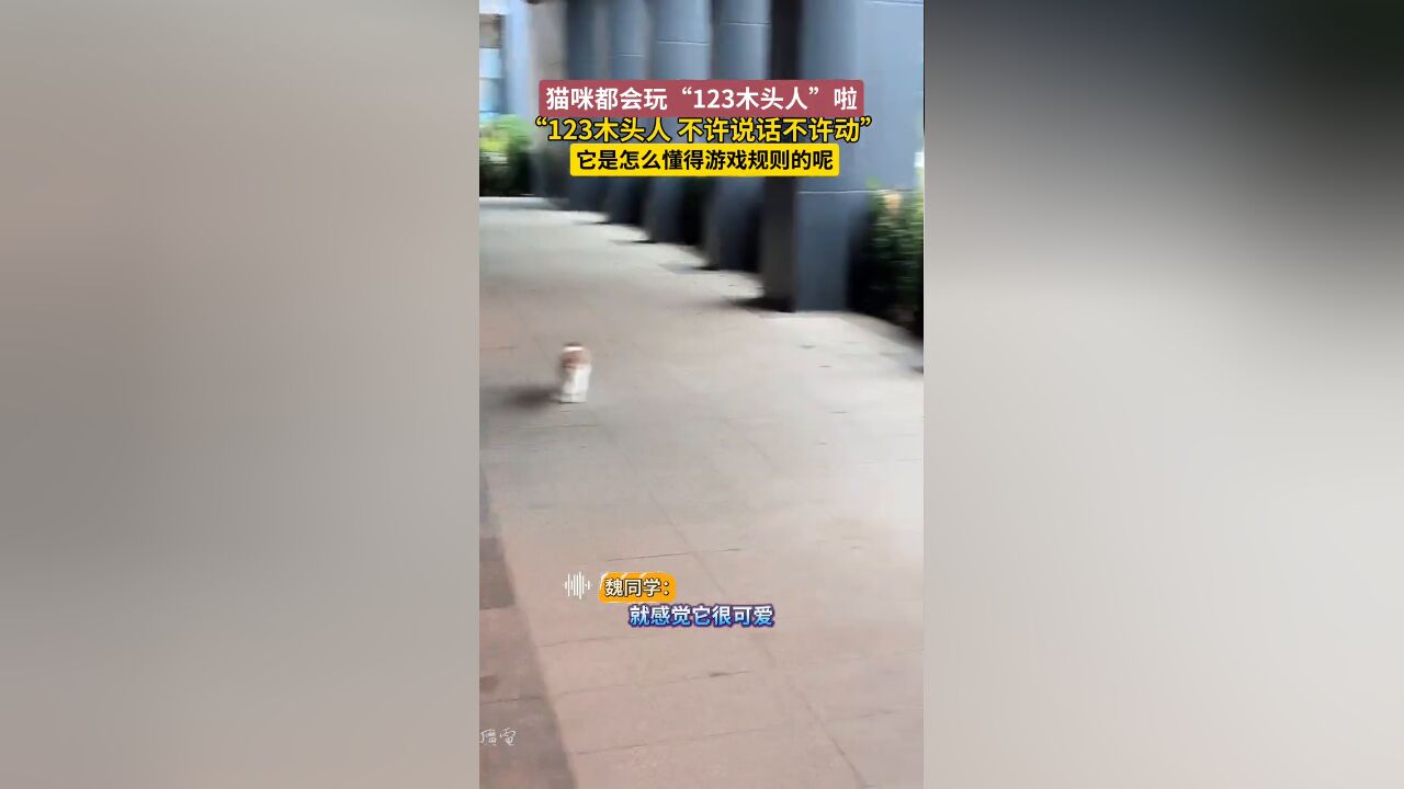 猫咪都会玩“123木头人”!不懂就问它是怎么懂得游戏规则的呢