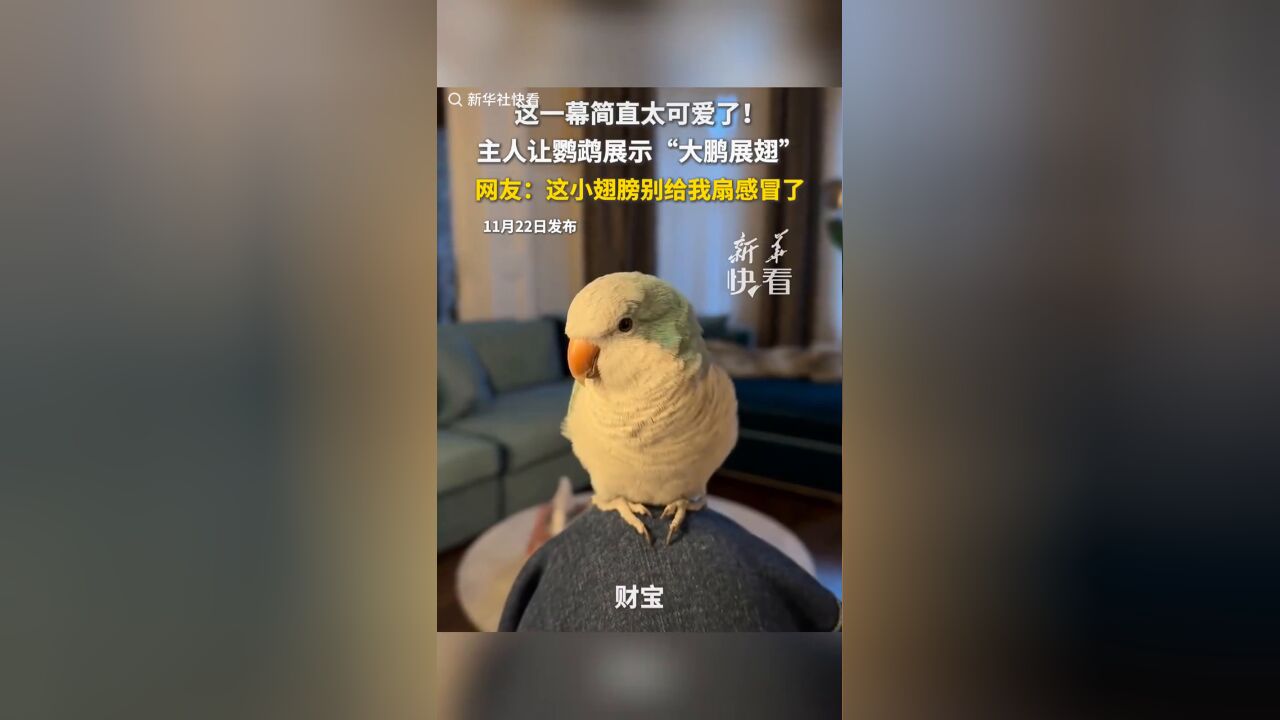 主人让鹦鹉展示“大鹏展翅”,这小翅膀也太可爱了