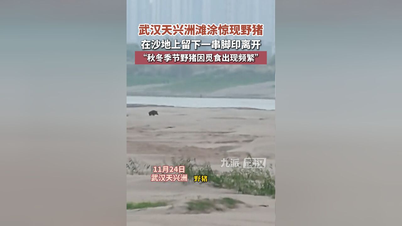 武汉天兴洲滩涂惊现野猪,在沙地上留下一串脚印离开