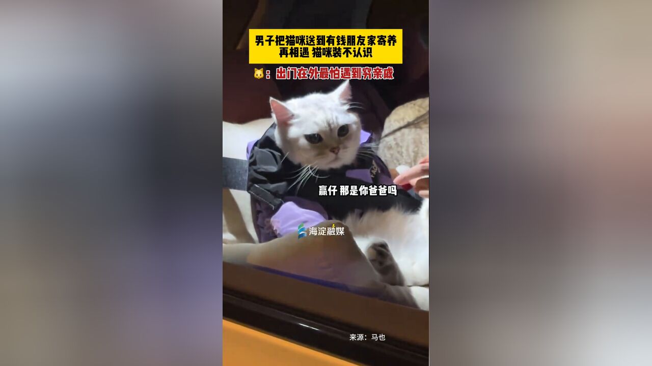 男子把猫咪送到有钱朋友家寄养,再相遇,猫咪装不认识!