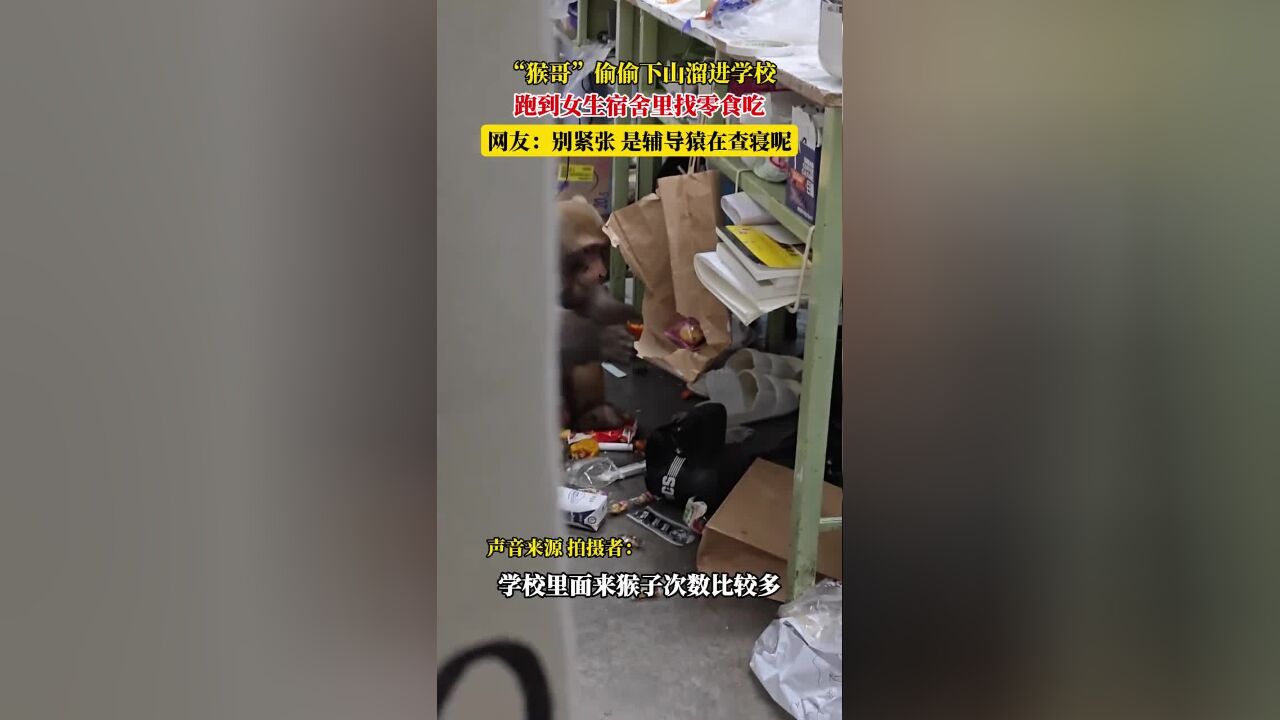 “猴哥”偷偷下山溜进学校,跑到女生宿舍里找零食吃,网友:别紧张,是辅导猿在查寝呢