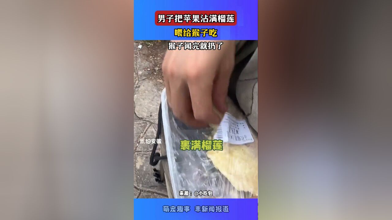 男子把苹果沾满榴莲,喂给猴子吃,猴子闻完就扔了