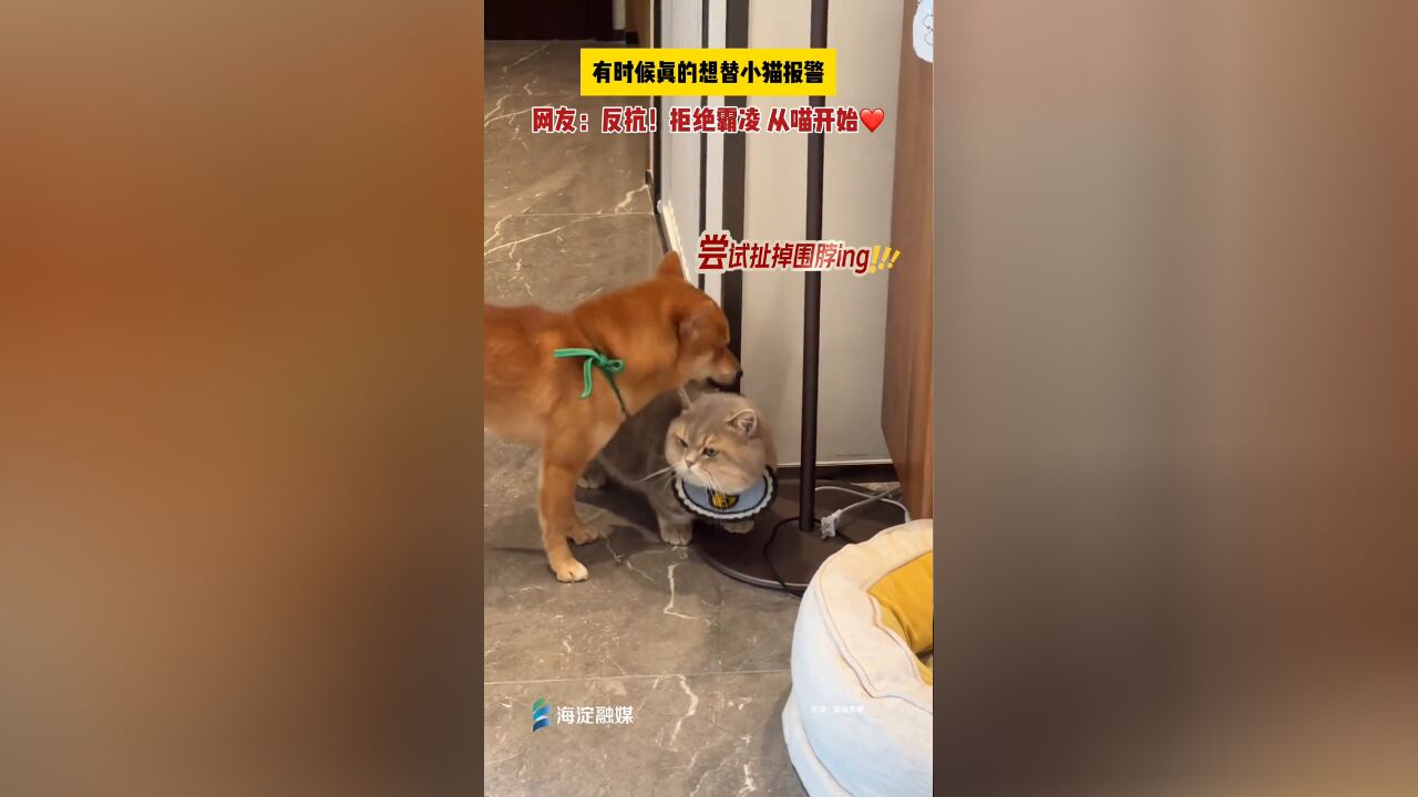 有时候真的想替小猫报警