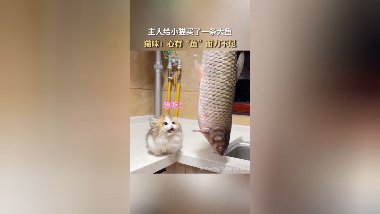 主人给小猫买了一条大鱼.猫咪:心有“鱼”而力不足