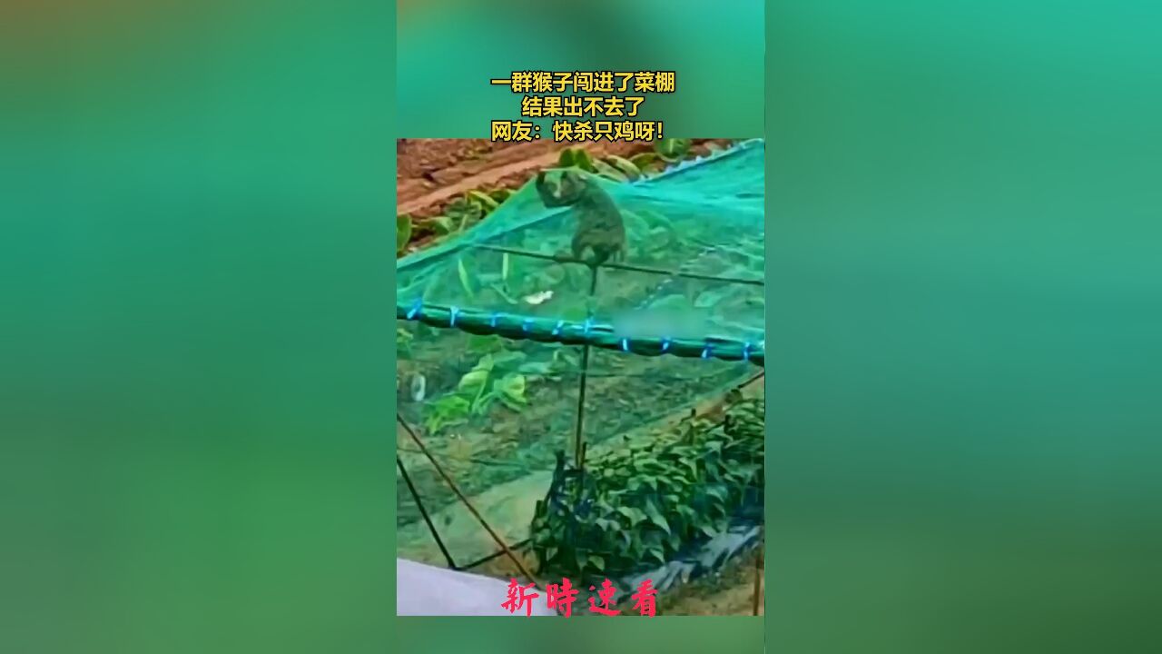 一群猴子闯进了菜棚,结果出不去了,网友:快杀只鸡呀!