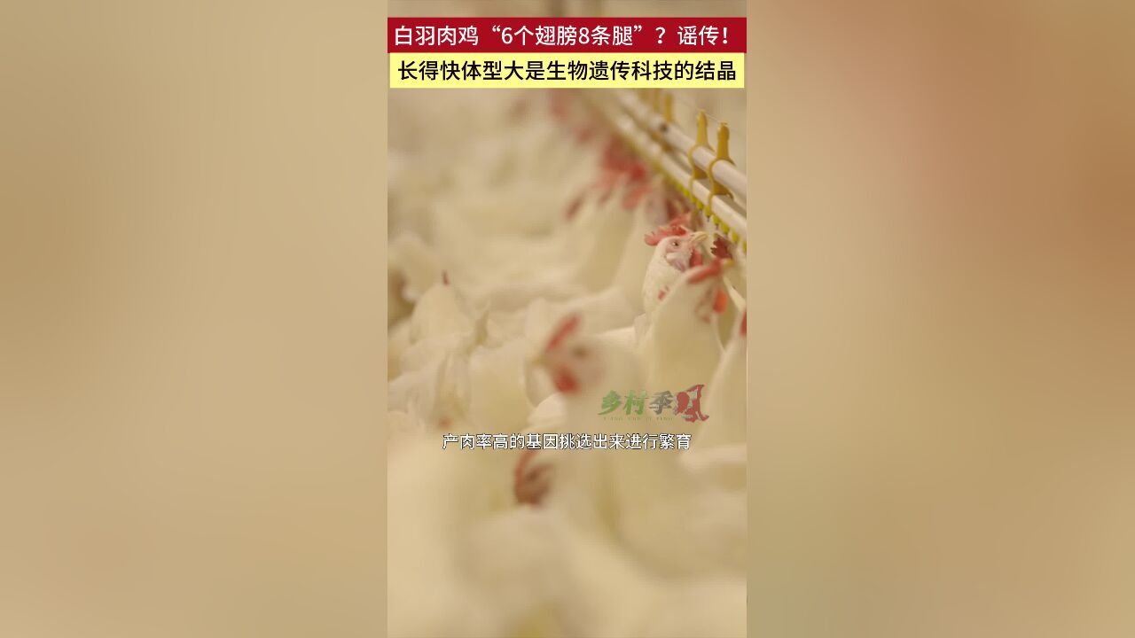 白羽肉鸡“6个翅膀8条腿”?谣传!长得快体型大是生物遗传科技的结晶