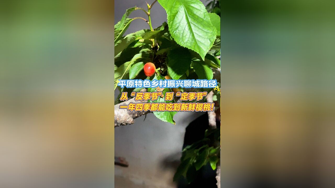 平原特色乡村振兴聊城路径|从“反季节”到“定季节”,一年四季都能吃到新鲜樱桃!