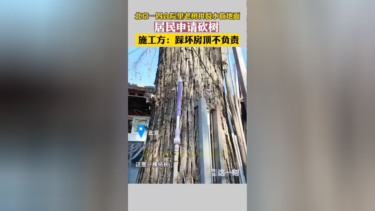 北京一四合院快60岁的棵老树拱裂水管地面,愁坏19户居民