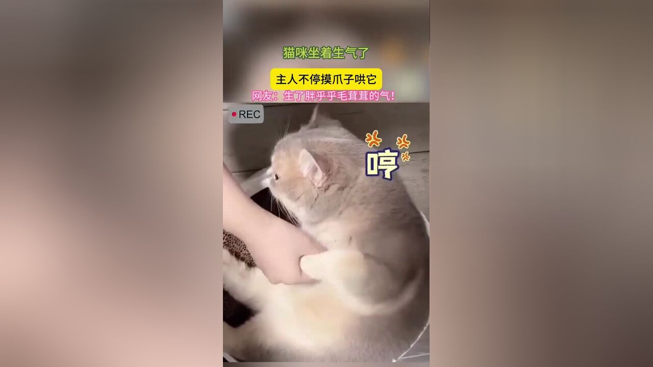 猫咪坐着生气了,主人不停摸爪子哄它.网友:生了胖乎乎毛茸茸的气!