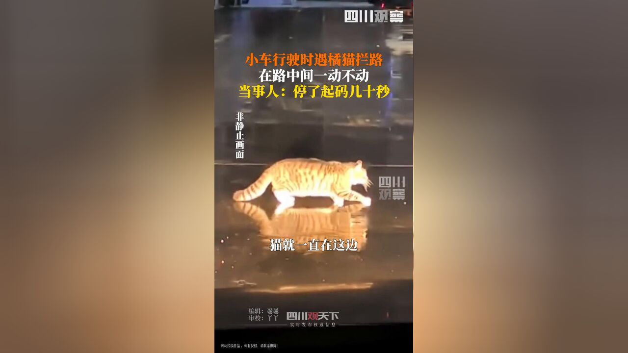 小车行驶时遇静止橘猫拦路,一动不动像被“硬控”,乘客无奈驱赶