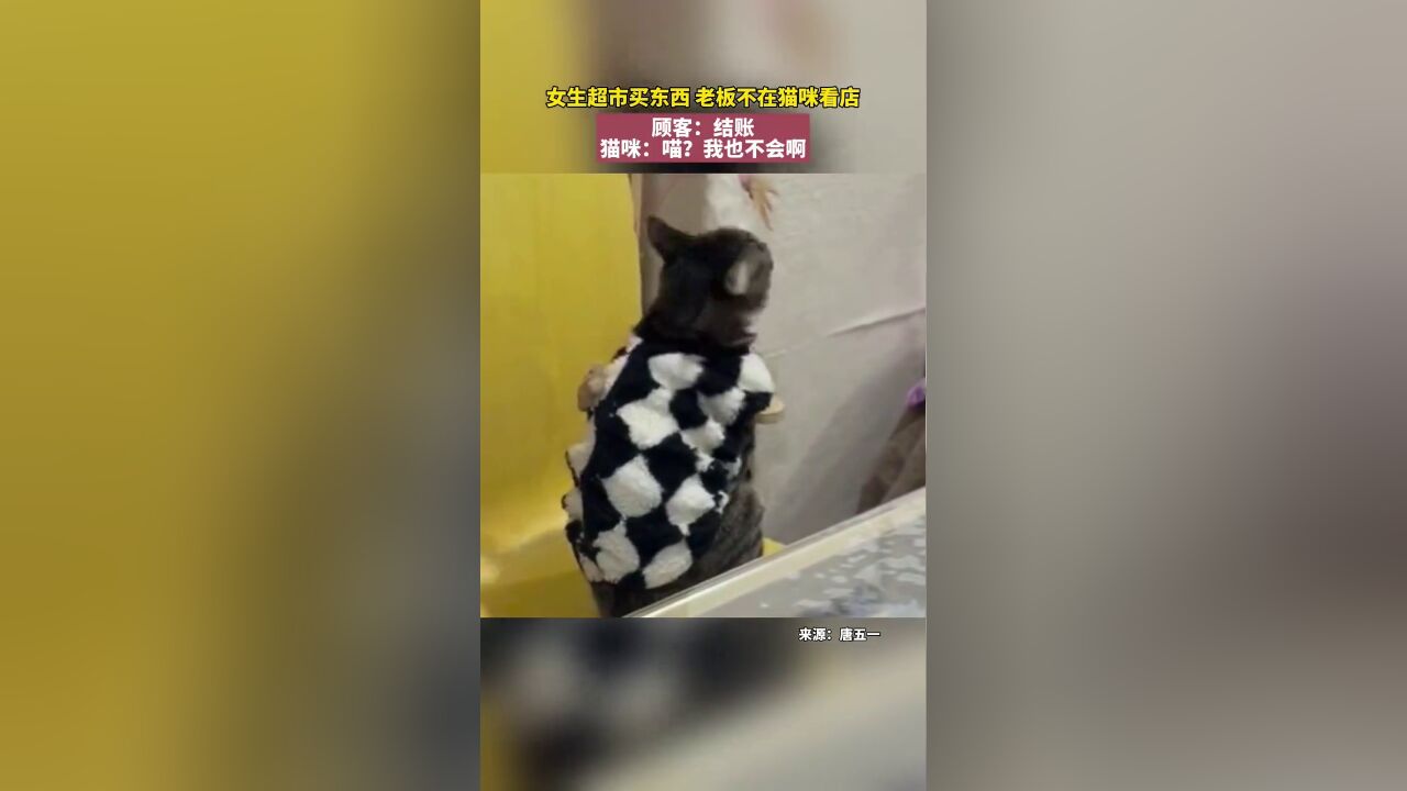 女生超市买东西,老板不在小猫坐在收银台前“看店”,猫咪:我不会啊