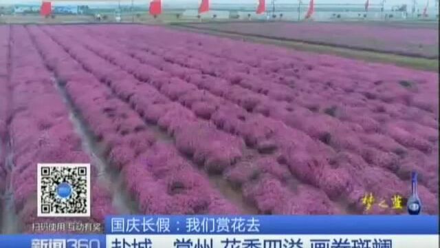 我们赏花去——盐城、常州 花香四溢 画卷斑斓