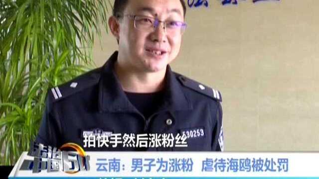 云南男子为涨粉 虐待海鸥被处罚