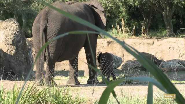 Baby Elephants