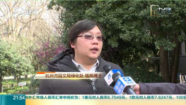 杭州可种树的地方越来越少 抓紧来认建认养公园绿地