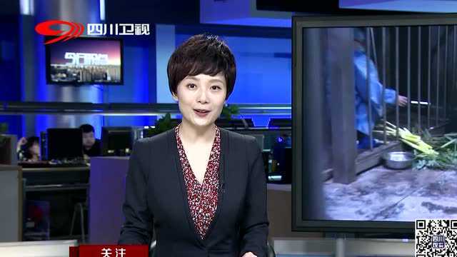 探访首次当妈的海归大熊猫“阿宝”