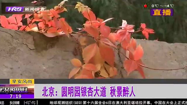 北京:圆明园银杏大道 秋景醉人