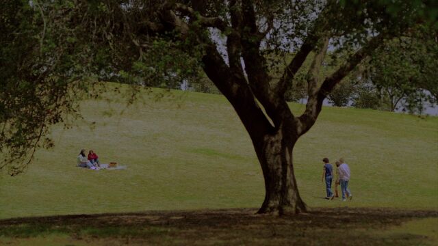 a big tree in a great green field