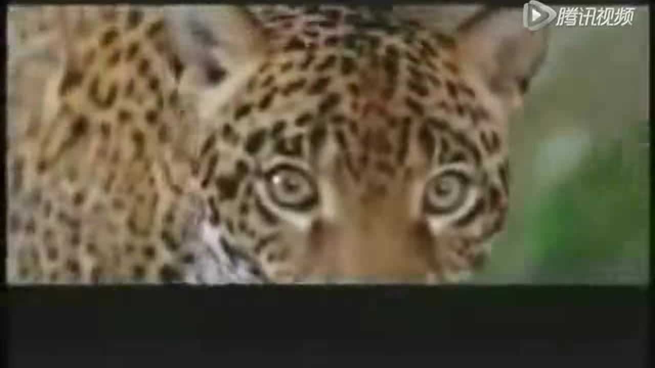 亚马逊河历险记2_电影_高清1080p在线观看平台_腾讯视频
