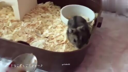 吃货小仓鼠开餐了见到吃的根本停不住嘴 - 腾讯视频