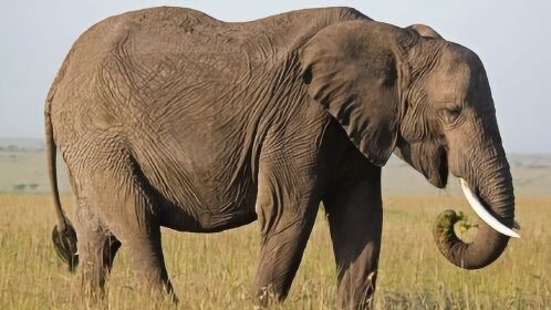非洲大象食素，性格温顺，那它在自然界中的天敌是什么？