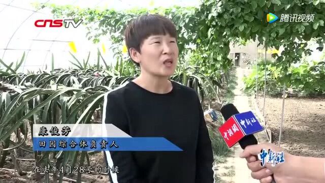 戈壁深处的热带水果出生记:火龙果根茎渗出特有“糖粒”