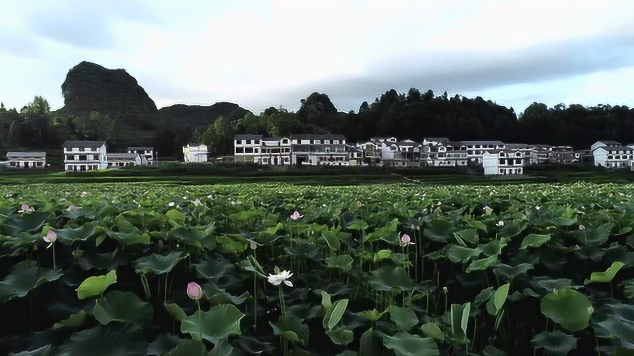 航拍普定化处水井村,荷花开得美,美,美!