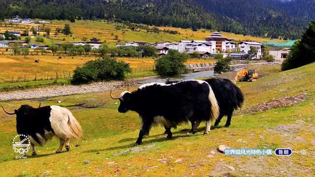 爱上文旅第8期:林芝鲁朗小镇风光很有特色,堪称世界级,非常美