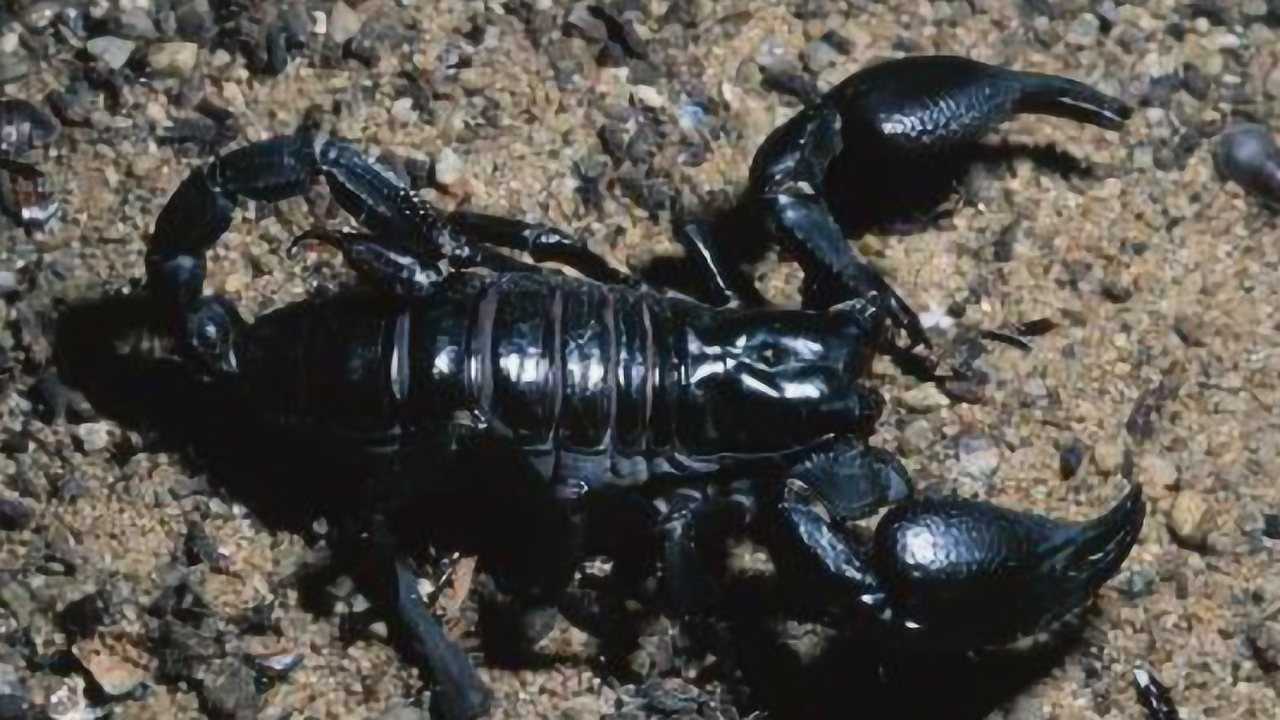 Thumbplayer Poster Plugin Image