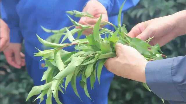 水边辣草丢水里能麻晕活鱼,它可用来制作酒曲,被亲切称为“酒药草”