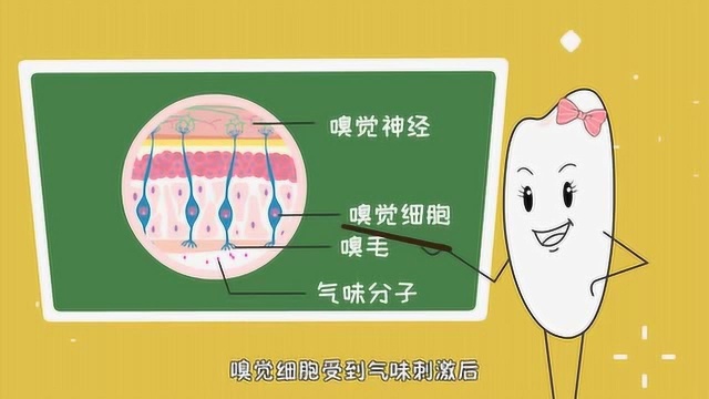 为什么鼻子能闻到气味?米粒计划亲子百科系列动画