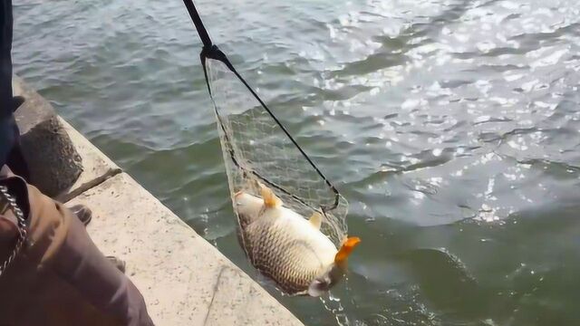 想钓到野生大鲤鱼,这几点技巧是需要知道的