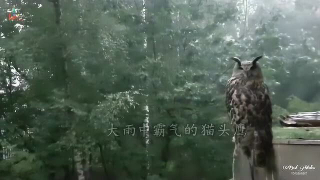 雨中的猫头鹰,霸气观望自己的江山