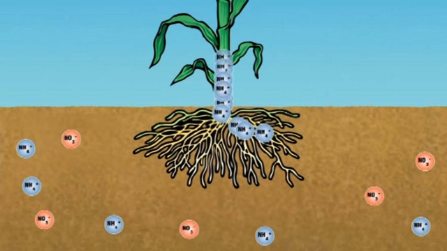 3D动画演示玉米根系如何吸收肥料,看完你还敢再多施肥吗?