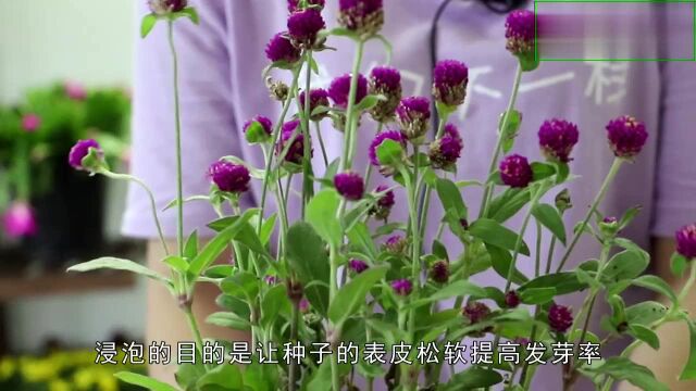 千日红怎么种植你知道吗?老司机告诉你简单实用的方法