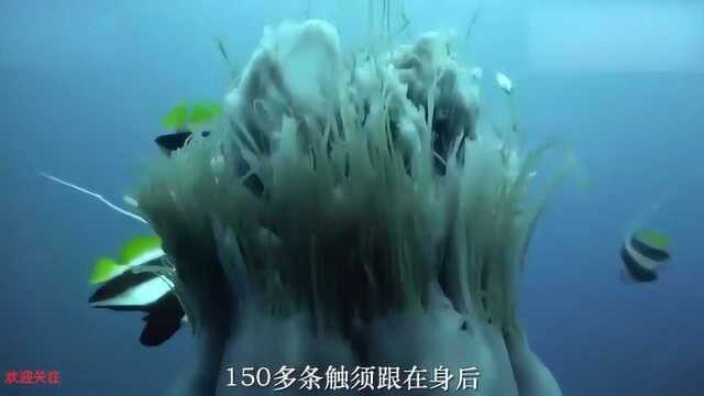 狮鬃水母号称深海猛兽,仅触须就有35米长,在海底只怕一种生物