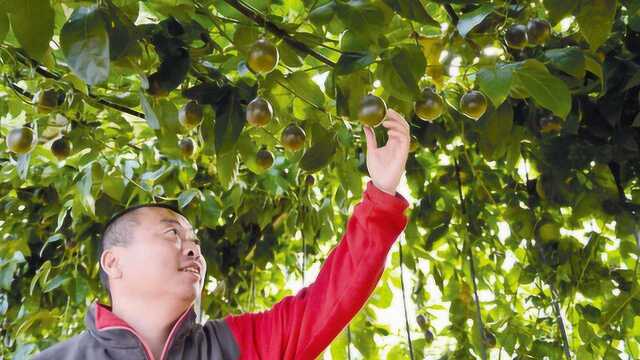 这3种农作物很适合农民种植,为农民提供商机,有你们爱吃的吗?