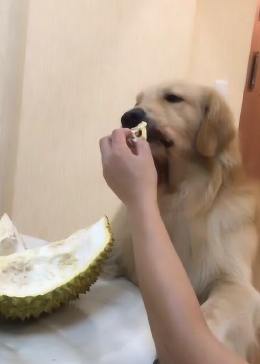 这只金毛和其它狗狗不一样，竟然这么喜欢吃榴莲 - 腾讯视频