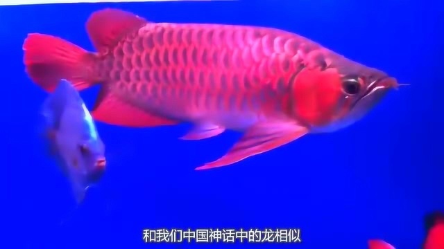 一条鱼能值多少钱?血红龙鱼被拍出500万天价,主人还感觉捡了便宜