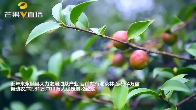 湘西:传承非物质文化木榨油坊百年不衰,带动11万人稳定增收致富